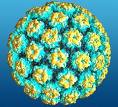 hpv
