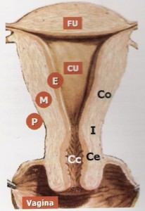 utero