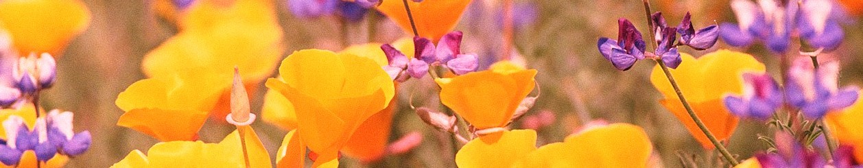 Menopausa – Approccio integrato